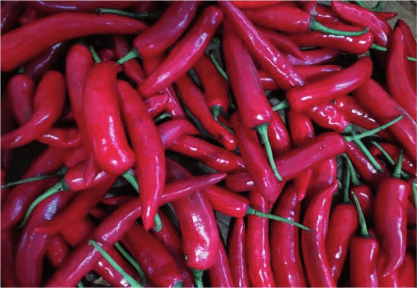 Cabai (Capsicum annuum)