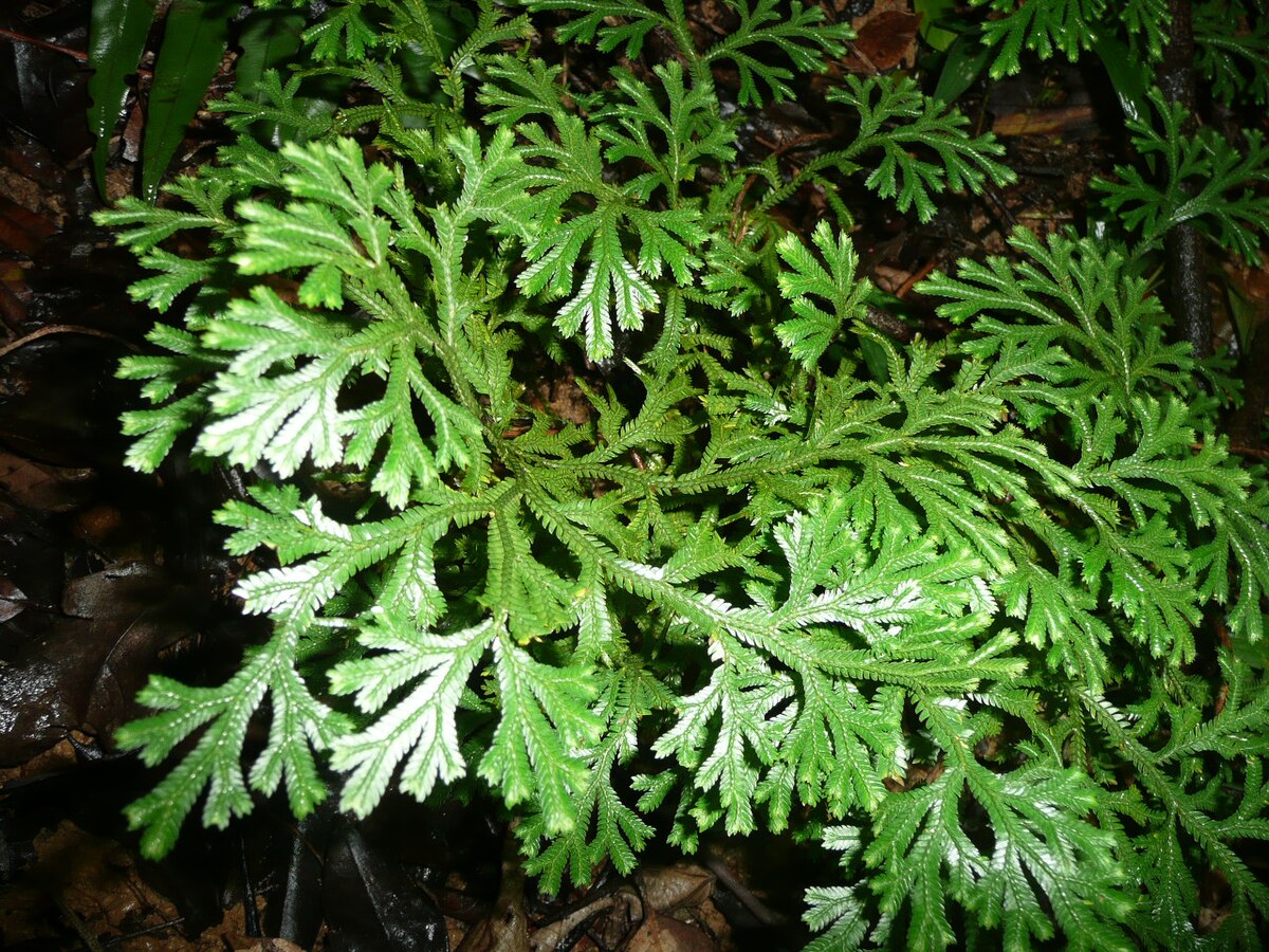 Cakar Ayam (Selaginella doederleinii)