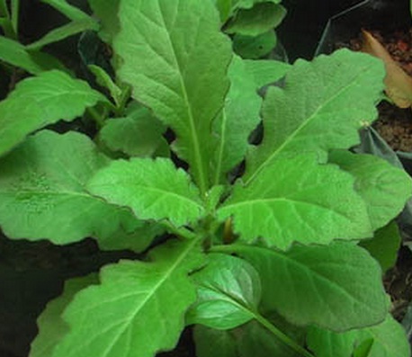 Daun Dewa (Gynura segetum)