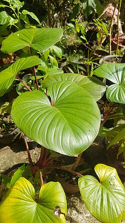 Kemoyang (Homalomena occulta)